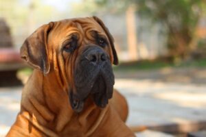 Bull Mastiff