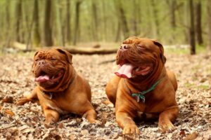 French Mastiff